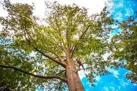 How Our Tree Care Process Works  in  Langley Park, MD