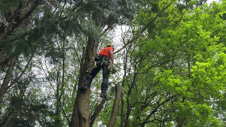 Professional  Tree Services in Langley Park, MD